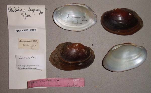 image of lot MNHN_MP_3860