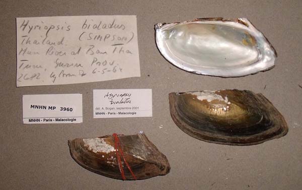 image of lot MNHN_MP_3960