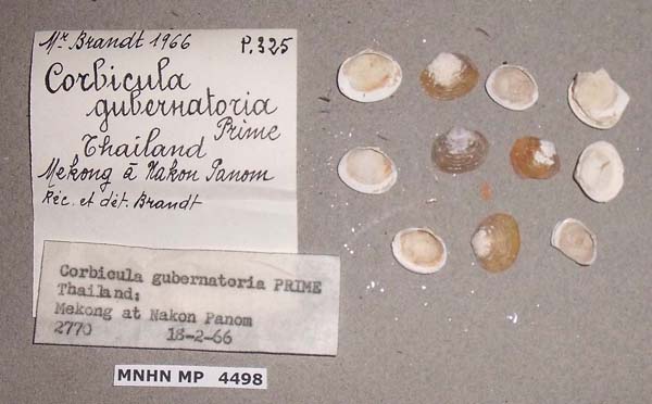 image of lot MNHN_MP_4498