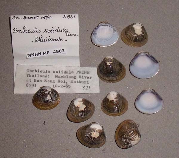 image of lot MNHN_MP_4503