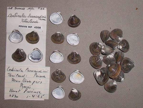 image of lot MNHN_MP_4508