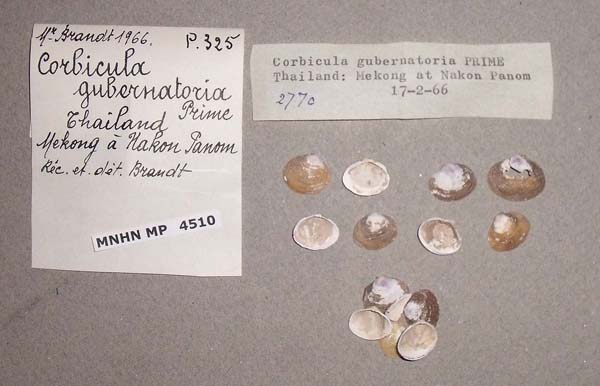 image of lot MNHN_MP_4510