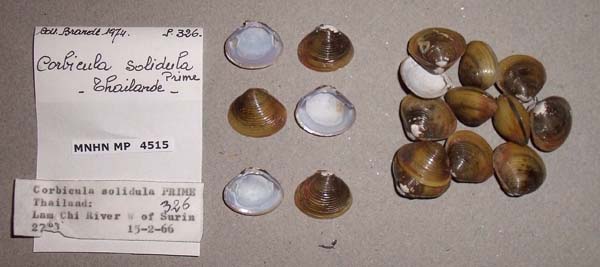 image of lot MNHN_MP_4515