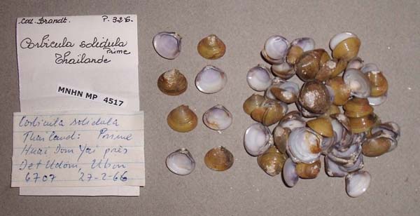 image of lot MNHN_MP_4517