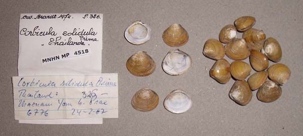 image of lot MNHN_MP_4518