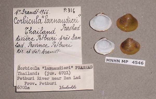 image of lot MNHN_MP_4546