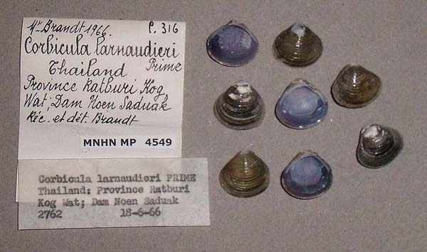 image of lot MNHN_MP_4549