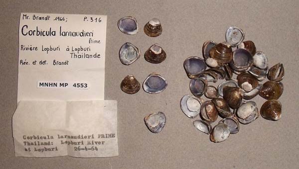 image of lot MNHN_MP_4553