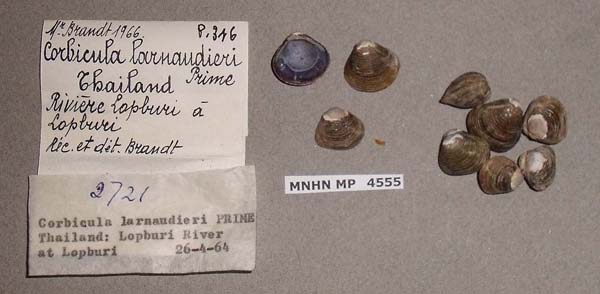 image of lot MNHN_MP_4555