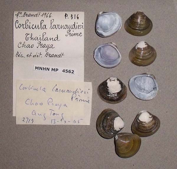 image of lot MNHN_MP_4562