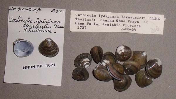 image of lot MNHN_MP_4621