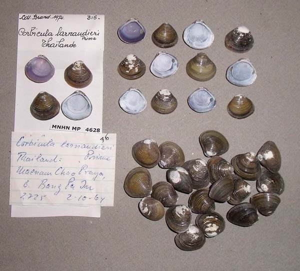 image of lot MNHN_MP_4628