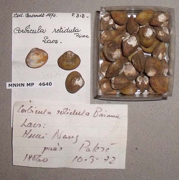 image of lot MNHN_MP_4640