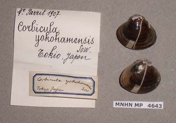 image of lot MNHN_MP_4643