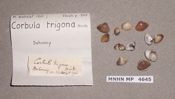 image of lot MNHN_MP_4645