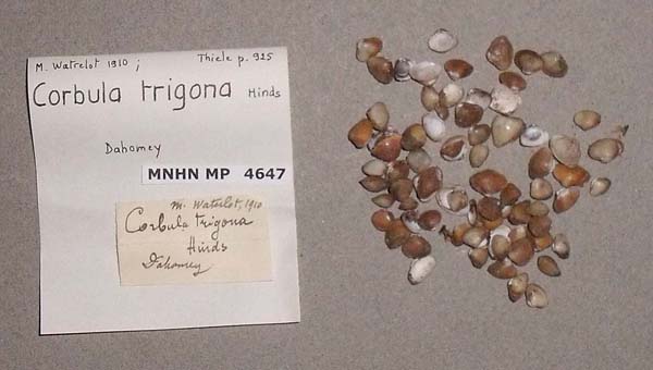 image of lot MNHN_MP_4647