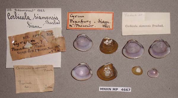 image of lot MNHN_MP_4667