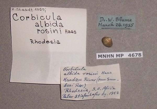 image of lot MNHN_MP_4678