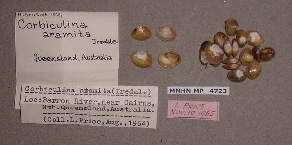 image of lot MNHN_MP_4723 image of lot MNHN_MP_4723