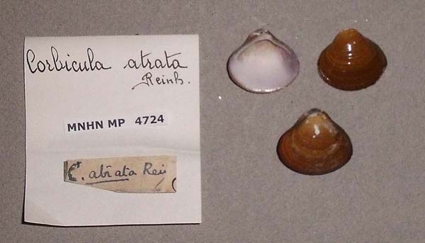 image of lot MNHN_MP_4724