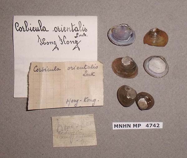 image of lot MNHN_MP_4742