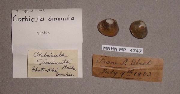 image of lot MNHN_MP_4747