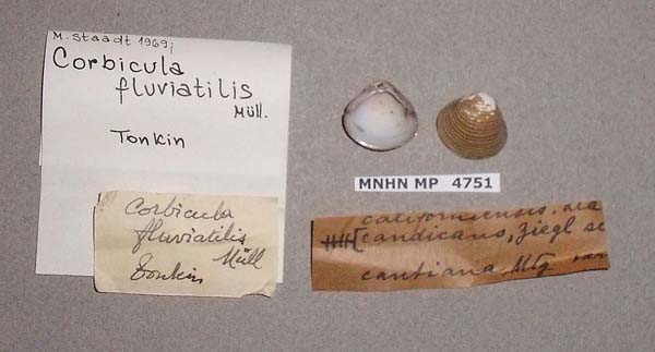 image of lot MNHN_MP_4751