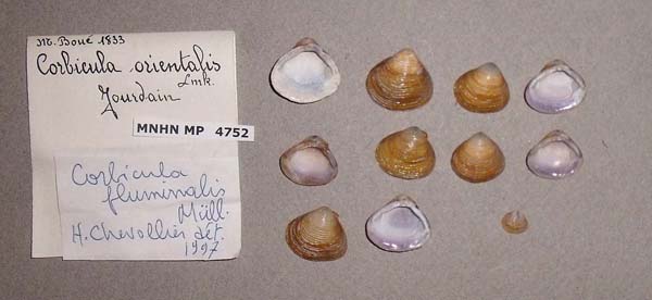 image of lot MNHN_MP_4752