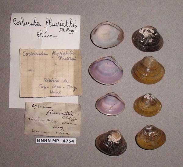 image of lot MNHN_MP_4754