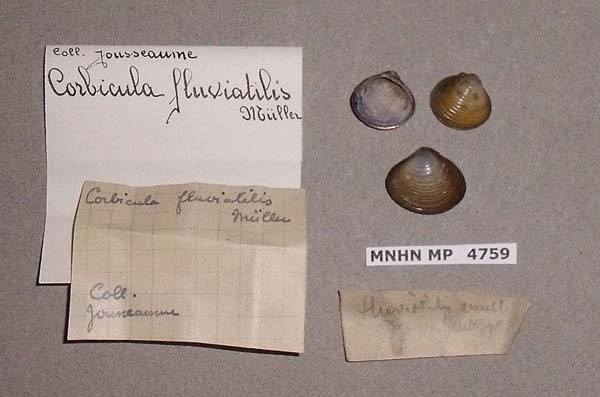 image of lot MNHN_MP_4759