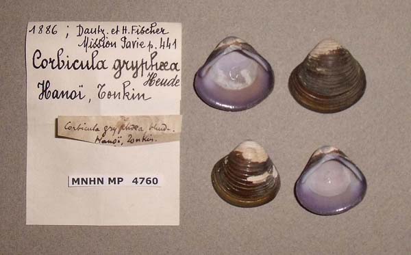 image of lot MNHN_MP_4760