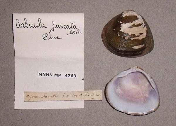 image of lot MNHN_MP_4763