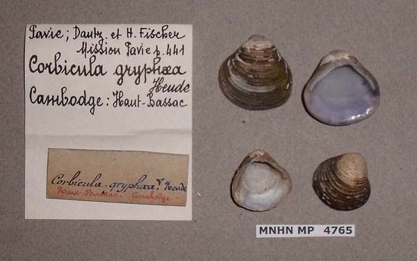 image of lot MNHN_MP_4765