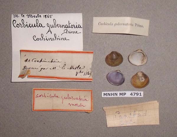 image of lot MNHN_MP_4791