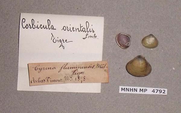 image of lot MNHN_MP_4792