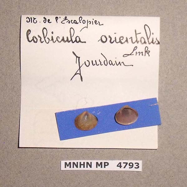 image of lot MNHN_MP_4793