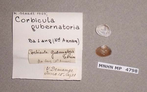 image of lot MNHN_MP_4798