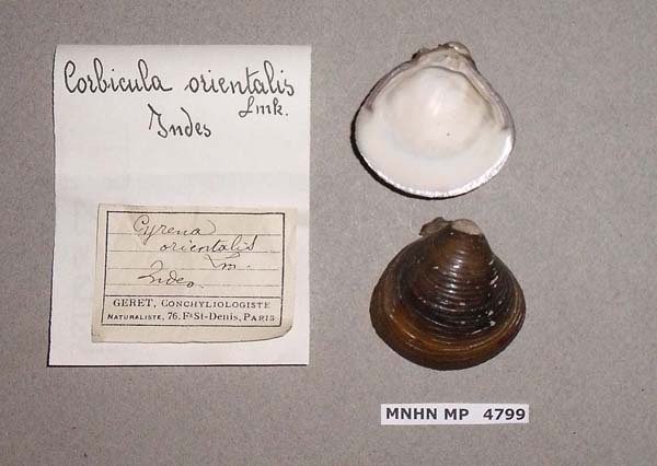 image of lot MNHN_MP_4799