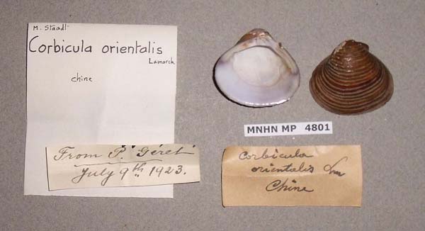 image of lot MNHN_MP_4801