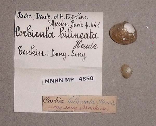 image of lot MNHN_MP_4850