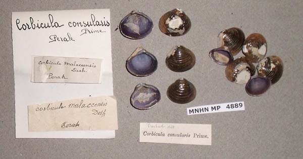 image of lot MNHN_MP_4889