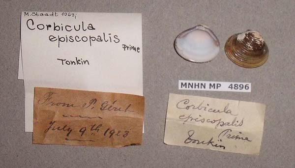 image of lot MNHN_MP_4896