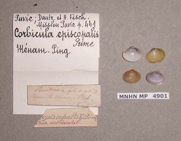 image of lot MNHN_MP_4901