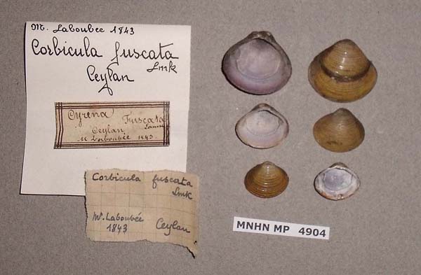 image of lot MNHN_MP_4904