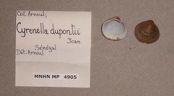 image of lot MNHN_MP_4905