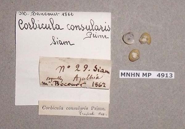 image of lot MNHN_MP_4913