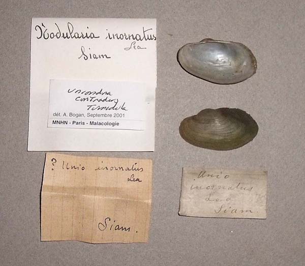 image of lot MNHN_MP_C