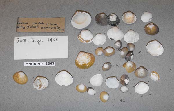 image of lot MNHN_MP_3363