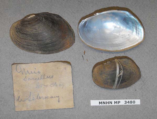 image of lot MNHN_MP_3480