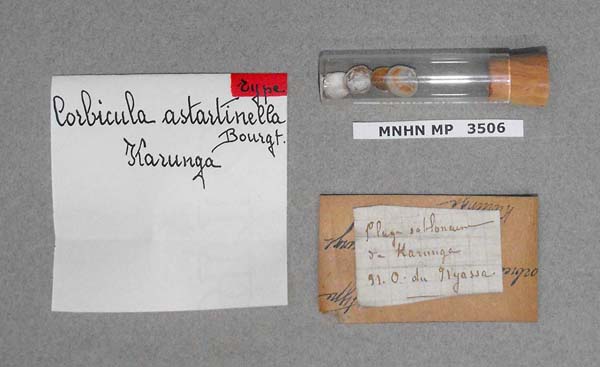 image of lot MNHN_MP_3506